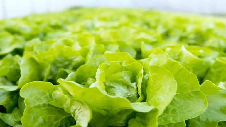 No tires la lechuga: este es el truco para que dure más tiempo