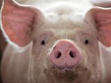 Animales editados genéticamente: ¿Cómo transforman nuestra forma de comer?