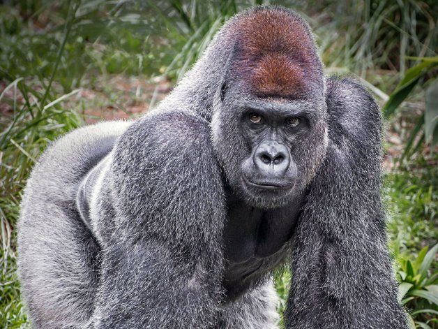 Uganda: condenan a cazador por matar a un gorila