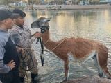 Rescataron a un guanaco de las aguas del Limay