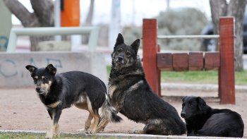 alertan por sacrificios de animales en rituales de halloween alertan por sacrificios de animales en rituales de halloween