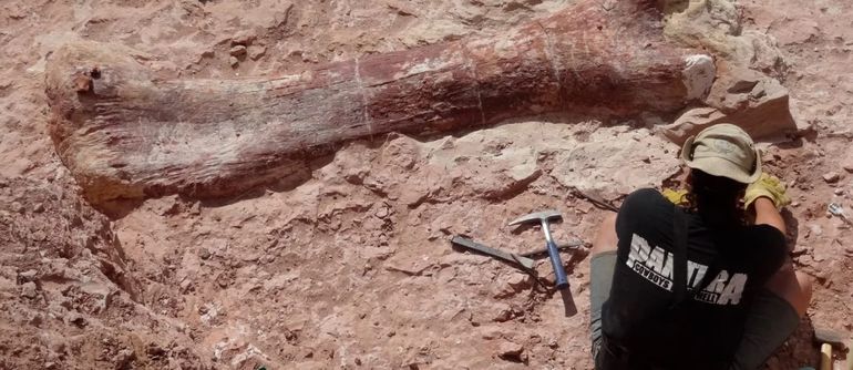 El fósil de dinosaurio más grande del mundo que se exhibe en Trelew fue hallado en 2013 en Chubut. El fósil de dinosaurio más grande del mundo que se exhibe en Trelew fue hallado en 2013 en Chubut.