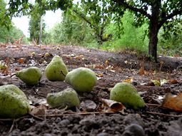 La fruticultura regional, está en un momento muy complicado. Se siguen perdiendo hectáreas en producción. La fruticultura regional, está en un momento muy complicado. Se siguen perdiendo hectáreas en producción.
