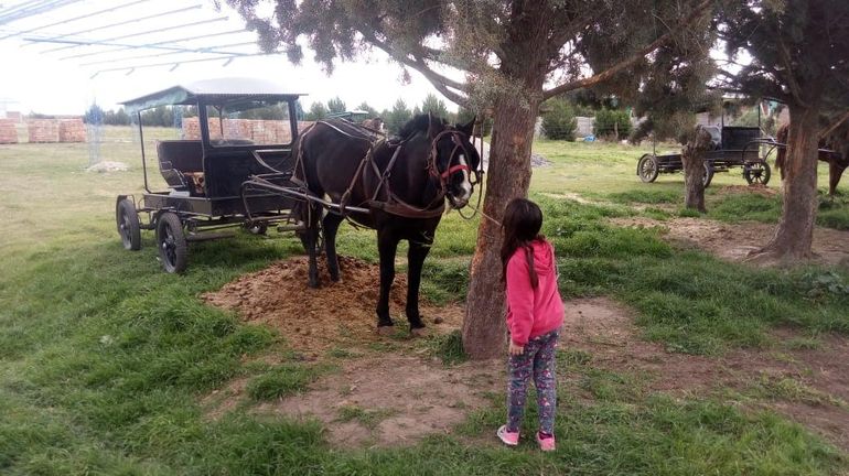 Los menonitas llegaron a La Pampa desde México