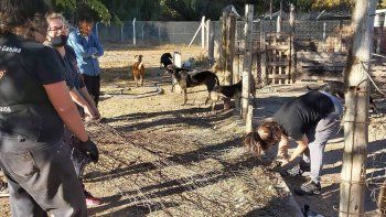 En la guardería de mascotas de la comuna ha ido decreciendo el número de perros alojados. La labor de las voluntarias proteccionistas ha sido clave. En la guardería de mascotas de la comuna ha ido decreciendo el número de perros alojados. La labor de las voluntarias proteccionistas ha sido clave.