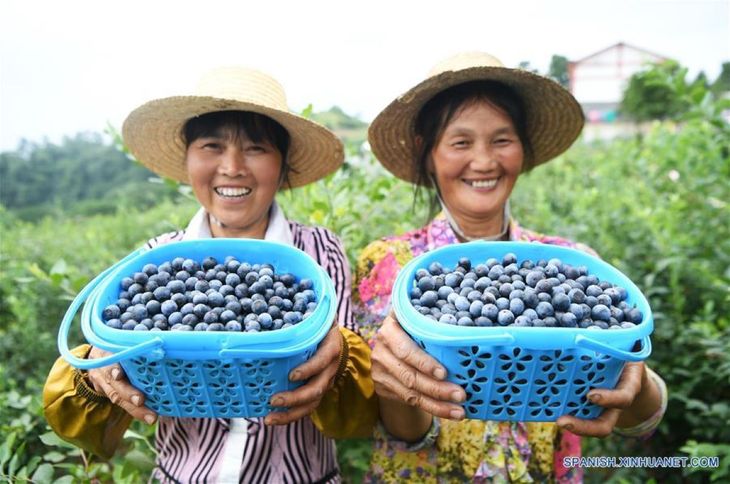 Nuevas variedades, centros de I+D y expansión regional impulsan la revolución del arándano en China. Nuevas variedades, centros de I+D y expansión regional impulsan la revolución del arándano en China.
