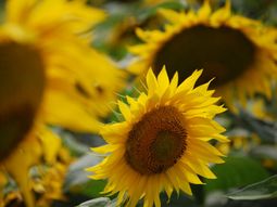 Científicas identificaron un proceso en el girasol que podría simplificar y abaratar el mejoramiento genético, aportando semillas más resistentes y de mayor calidad. Científicas identificaron un proceso en el girasol que podría simplificar y abaratar el mejoramiento genético, aportando semillas más resistentes y de mayor calidad.