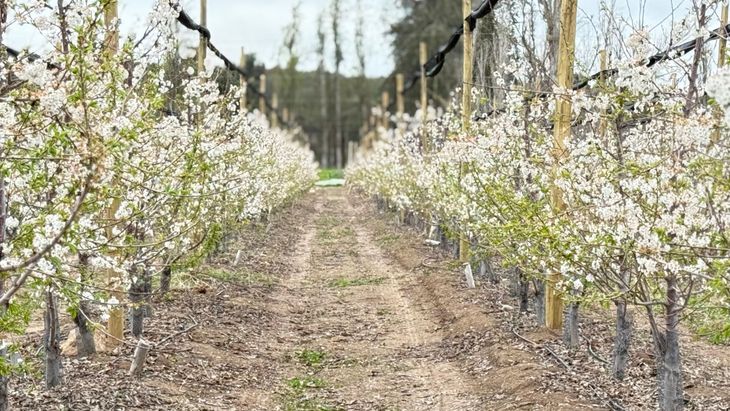 La floración y el cuaje se mostraron en estados óptimos, lo que terminó dando una muy buena carga sobre las plantas. La floración y el cuaje se mostraron en estados óptimos, lo que terminó dando una muy buena carga sobre las plantas.