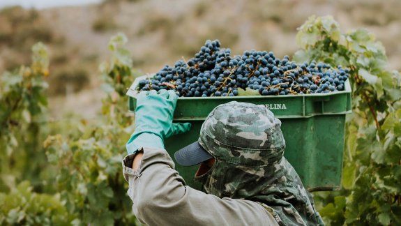 Coviar planea la exportación de vino por U$S1.000 millones 