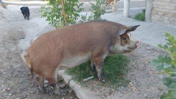 una chancha salio a pasear por las calles de allen y se hizo viral una chancha salio a pasear por las calles de allen y se hizo viral