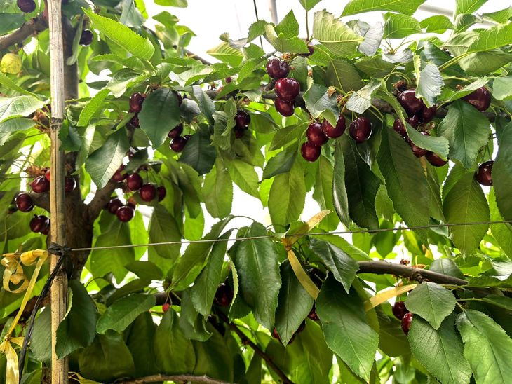 Cereza de la variedad Santina producida en invernadero. Cereza de la variedad Santina producida en invernadero.
