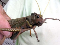 La tucura sapo es un insecto similar a una langosta, que puede reproducirse rápidamente y dejar los campos sin pasto en pocos días . La tucura sapo es un insecto similar a una langosta, que puede reproducirse rápidamente y dejar los campos sin pasto en pocos días .