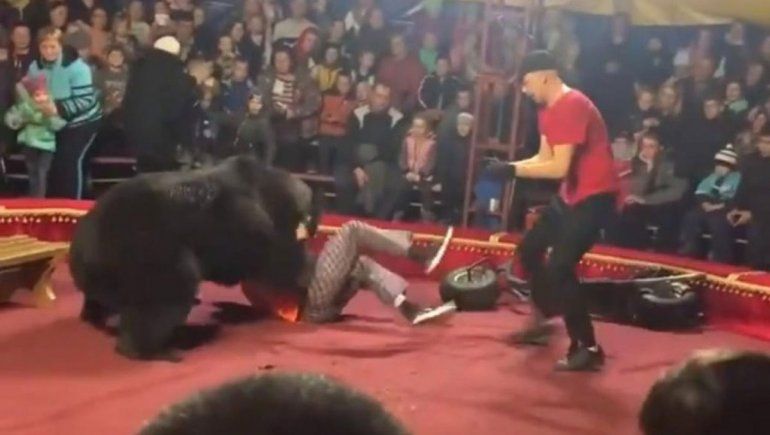 Oso atacó a domador en un circo ruso: no  lo mató de milagro