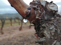 El lloro marca el despertar de las plantas. El lloro marca el despertar de las plantas.