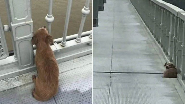 Perro espera a su dueño en el puente en el que se mató