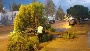 Un rayo derribó un árbol de gran porte en Centenario: no hubo heridos