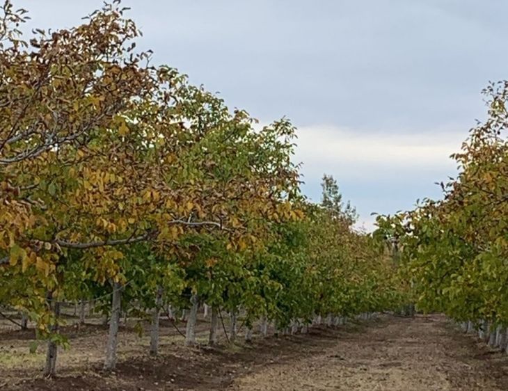 El potencial productivo para las nueces que tiene la Patagonia es muy significativo. El potencial productivo para las nueces que tiene la Patagonia es muy significativo.