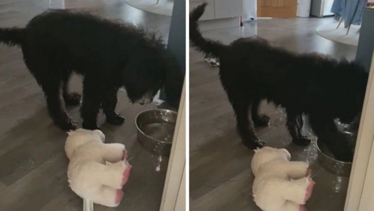 TikTok: perrito quiso compartir su agua con su peluche.