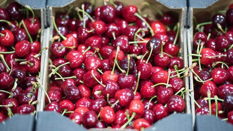 Compró más de 4 mil kilos de cerezas y nunca las pagó