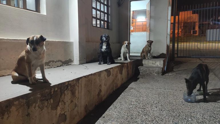 Una constante en Comodoro Rivadavia: perros callejeros y proteccionistas que se hacen cargo.