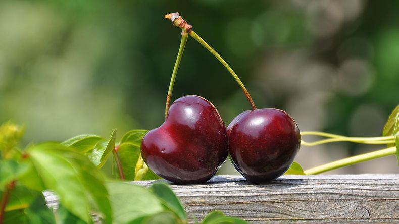 Chile apunta a que la cereza que no sea competitiva no sea exportada