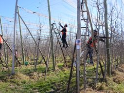 El material forma parte del ciclo audiovisual Manos a la Fruta. El material forma parte del ciclo audiovisual Manos a la Fruta.