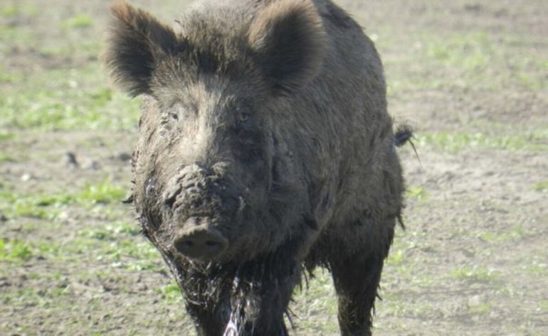 Un día de caza terminó con un muerto: lo confundieron con un chancho salvaje