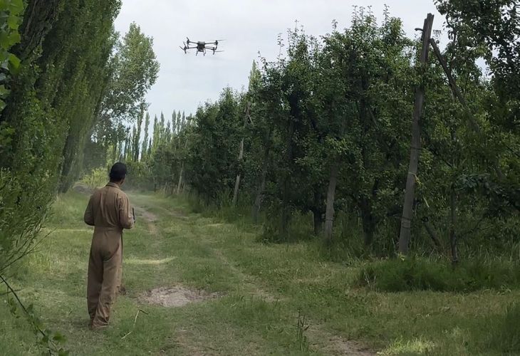 La tecnología aérea dejó de ser una rareza y empezó a reemplazar prácticas históricas en la fruticultura regional.