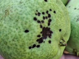 lanzan alerta por la mancha marron del peral lanzan alerta por la mancha marron del peral