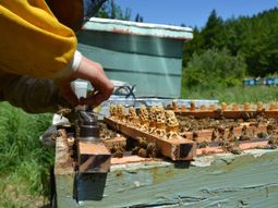 La miel neuquina tiene buenas perspectivas. Foro: Centro Pyme Adeneu. La miel neuquina tiene buenas perspectivas. Foro: Centro Pyme Adeneu.