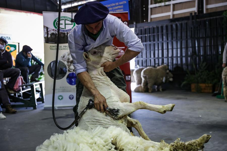 Lana Merino de alta finura esquilada en estancias del interior: el clásico producto uruguayo accede al mercado europeo libre de aranceles gracias al acuerdo Mercosur-UE. Lana Merino de alta finura esquilada en estancias del interior: el clásico producto uruguayo accede al mercado europeo libre de aranceles gracias al acuerdo Mercosur-UE.