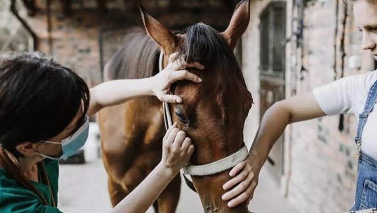 La Encefalitis Equina preocupa cada vez más.