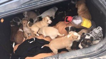 fue al basural y rescato a 31 cachorros abandonados fue al basural y rescato a 31 cachorros abandonados