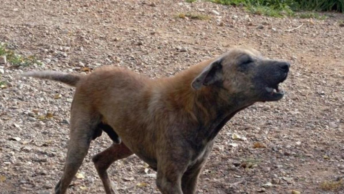Los crianceros denuncian que no son solo perros cimarrones, sino que también han sufrido ataques por parte de animales con dueños.