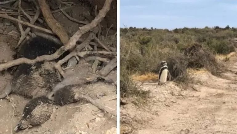 La terrible matanza de pingüinos en Punta Tolmbo ocurrió en abril de 2021 y será juzgada a partir del 28 de octubre por la justicia de Chubut. La terrible matanza de pingüinos en Punta Tolmbo ocurrió en abril de 2021 y será juzgada a partir del 28 de octubre por la justicia de Chubut. 