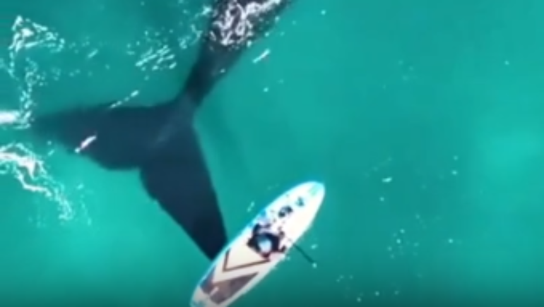 El fotógrafo Diego Cabannas filmó el momento exacto del incidente con las ballenas en el mar de Rada Tilly