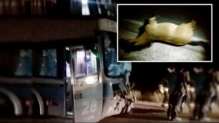 Un colectivo chocó contra un caballo en la Ruta 17: el chofer resultó herido y el animal, muerto