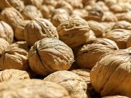 La industria proyecta una cosecha cercana a las 165 mil toneladas en 2026, mientras el mercado internacional presiona los precios de la nuez partida y fortalece la demanda por nuez con cáscara. La industria proyecta una cosecha cercana a las 165 mil toneladas en 2026, mientras el mercado internacional presiona los precios de la nuez partida y fortalece la demanda por nuez con cáscara.