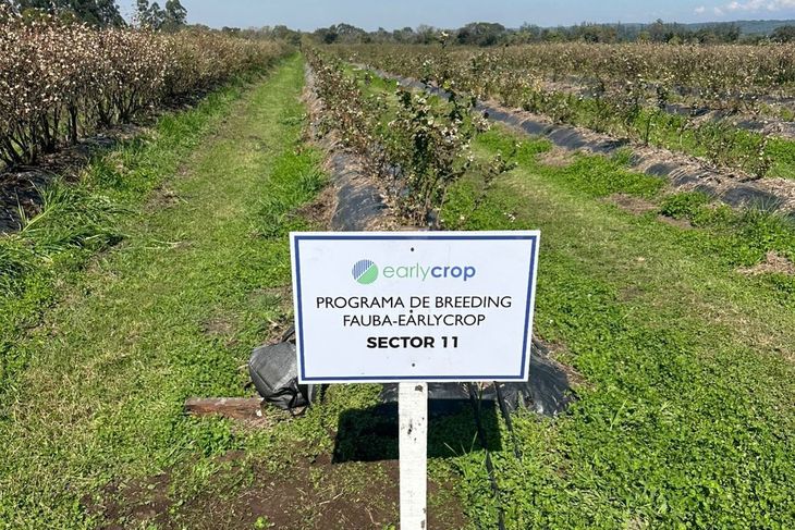 Ar&aacute;ndanos: c&oacute;mo la gen&eacute;tica argentina gana lugar global