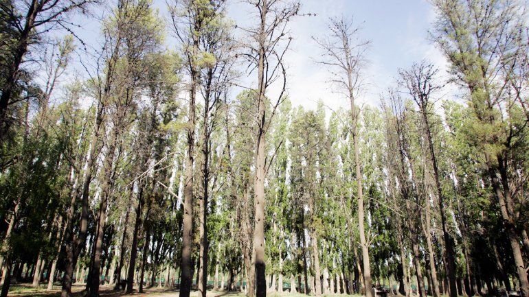 Un bosque está en venta a orillas del dique Ballester