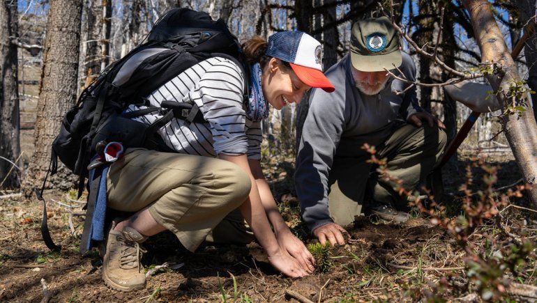 Plantaron otras 3.000 araucarias para recuperar los bosques quemados
