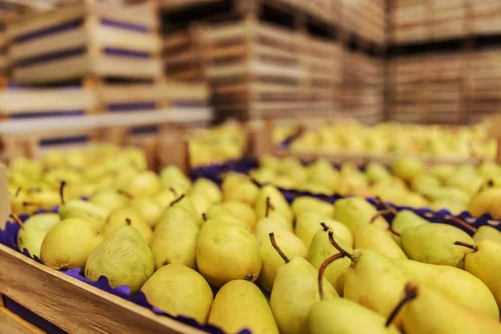 Un récord que no entusiasma al productor y vuelve a encender las alarmas en el Valle. Un récord que no entusiasma al productor y vuelve a encender las alarmas en el Valle.