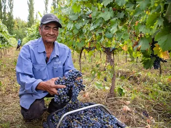 Los viñedos ganan terreno en Neuquén.
