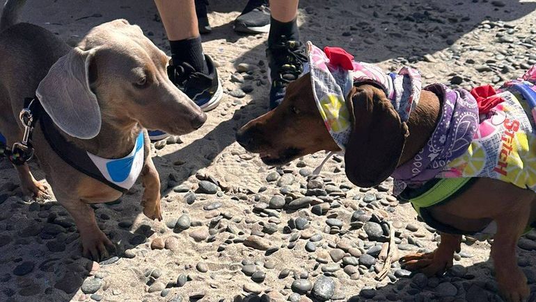 En Comodoro Rivadavia hubo fiesta de perros salchicha.