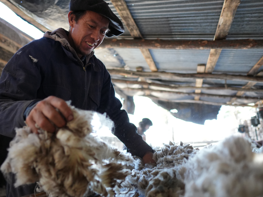 El rally global de precios impulsa a la lana argentina hacia un nicho textil premium y sustentable.
