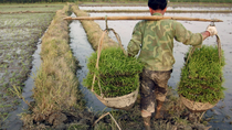 La automatización redujo el producto interno bruto local al disminuir la demanda de mano de obra agrícola.