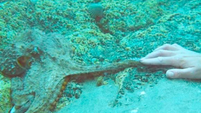Video viral: un pulpo le tomó la mano a una buceadora
