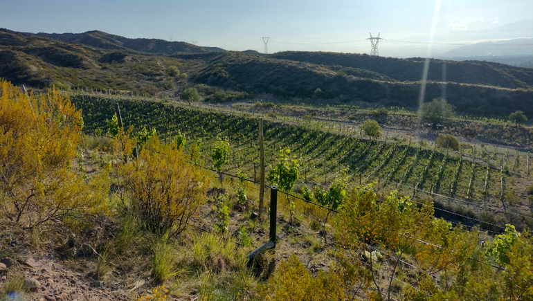 A la conquista de los cerros: ¿cuáles son los nuevos viñedos en terrazas?