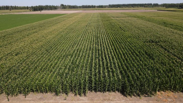 Mientras cae la superficie frutícola, el maíz avanza en los valles norpatagónicos con rindes que superan ampliamente el promedio nacional y un fuerte potencial de expansión. Mientras cae la superficie frutícola, el maíz avanza en los valles norpatagónicos con rindes que superan ampliamente el promedio nacional y un fuerte potencial de expansión.