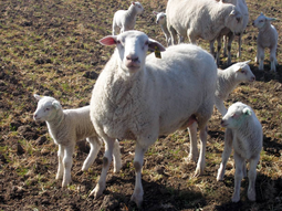 Ya comenzó la preventa; Foto: INTA Bariloche Ya comenzó la preventa; Foto: INTA Bariloche